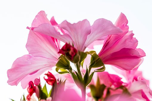 Flores, Natureza, Close-Up, Rosa