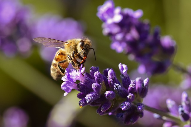 Lavender Insect Bee Lavender Insect - Free photo on Pixabay
