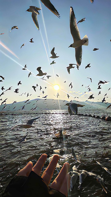 海洋, 海鸥, 阳光, 天空, 水, 海, 手, 鸟, 日落, 波浪, 鸟群