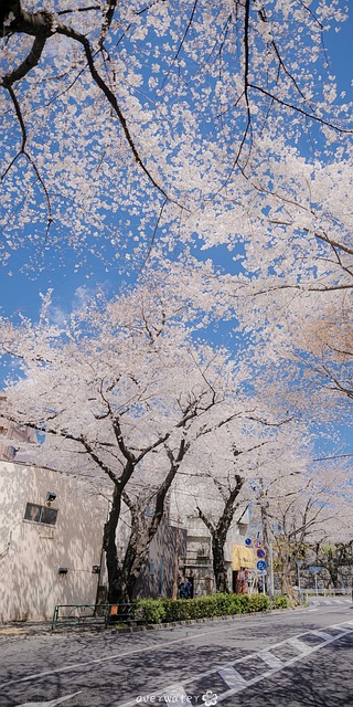 Flowers, Trees, Road