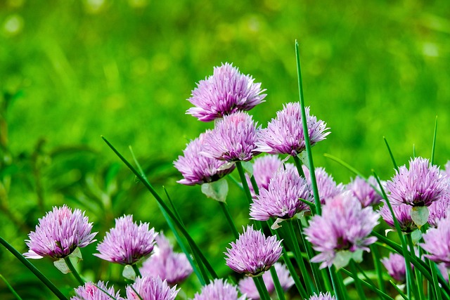 Chive Flowers Bloom - Free photo on Pixabay