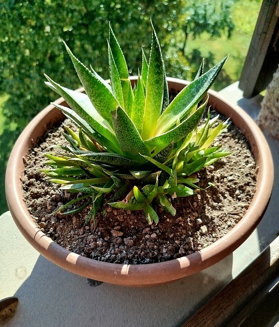 Free Succulent Plant photo and picture
