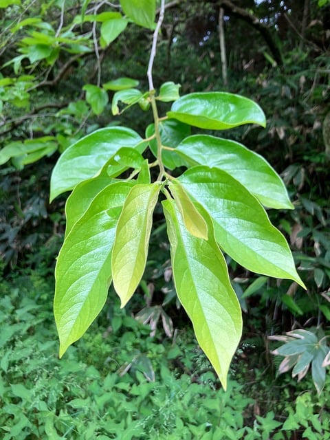 Natureza, Floresta, Verde, Reaf, Japão