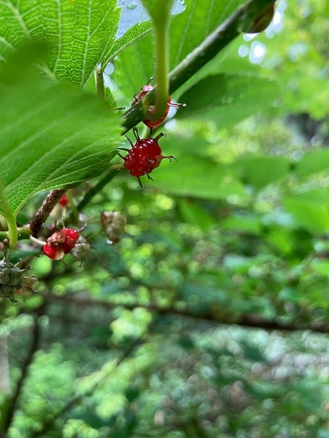 Natureza, Floresta, Verde, Reaf, Japão
