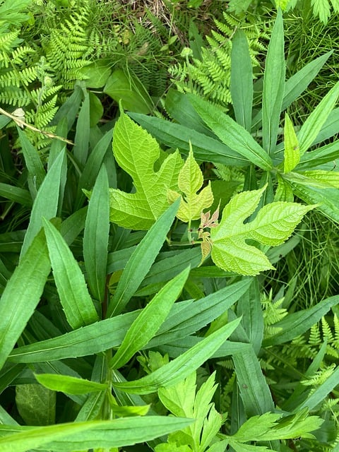 Natureza, Floresta, Verde, Reaf, Japão