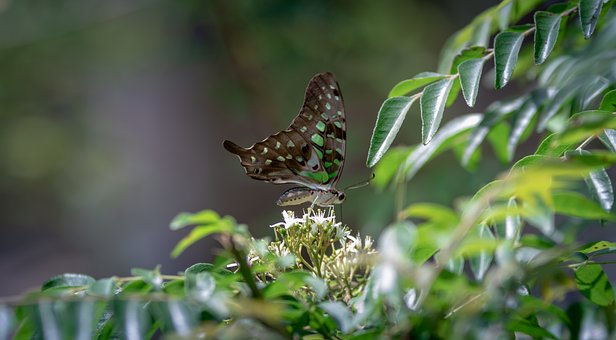 Sommerfugl, Grøn, Dyreliv, Sri Lanka