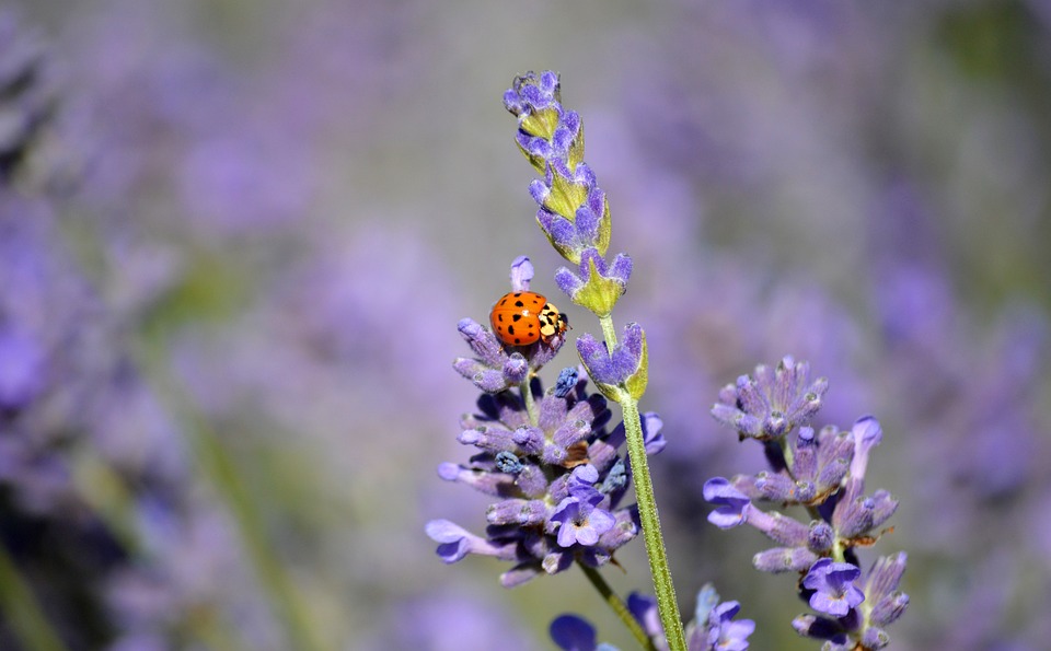 Lavender Insect Ladybug Lavender Insect - Free photo on Pixabay