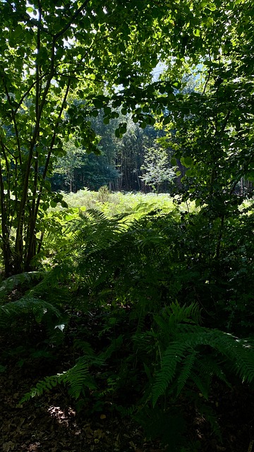Free Forest Trees photo and picture