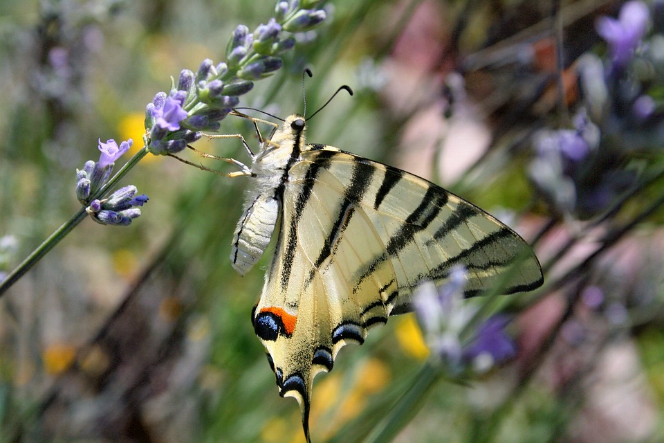 Butterfly Moths Ali - Free photo on Pixabay