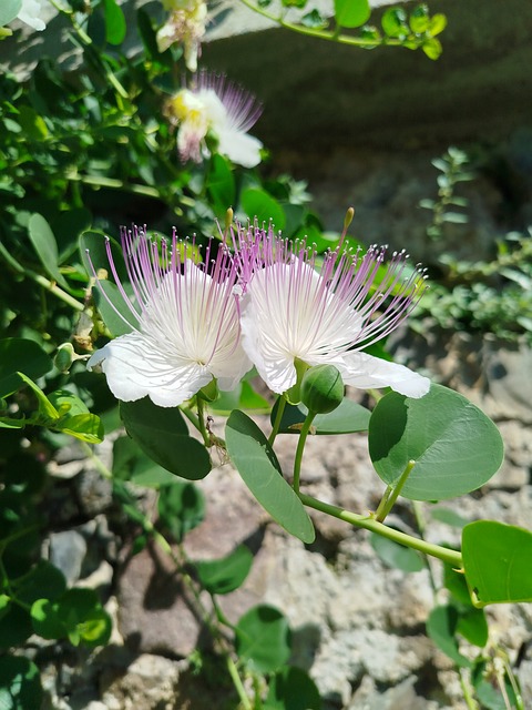 Free Flowers Flora photo and picture