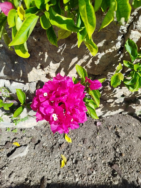 Free Flowers Nature photo and picture
