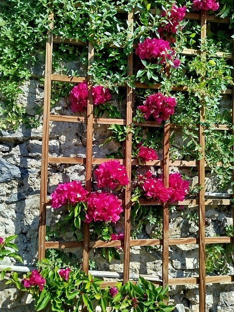Free Flowers Wall Of Flowers photo and picture