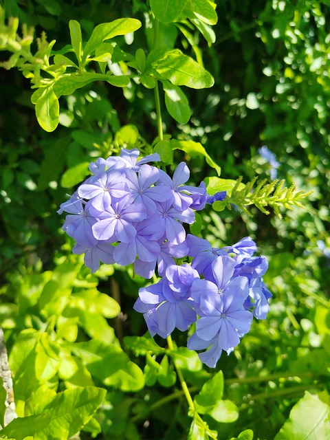 Free Flowers Nature photo and picture