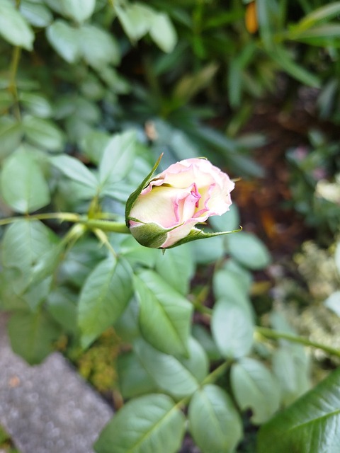 Free Rosebud Bloom photo and picture