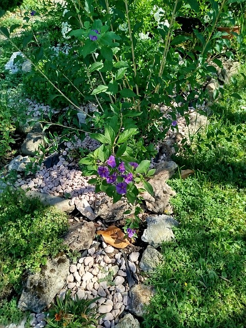 Free Flower Garden photo and picture