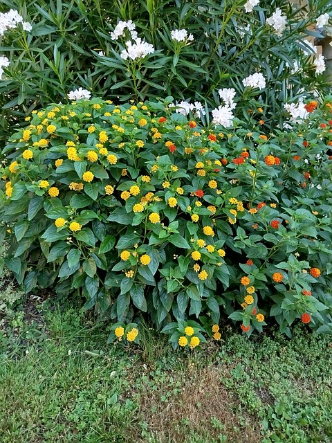 Free Lantana Yellow photo and picture