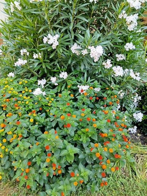 Free Garden Flowers photo and picture
