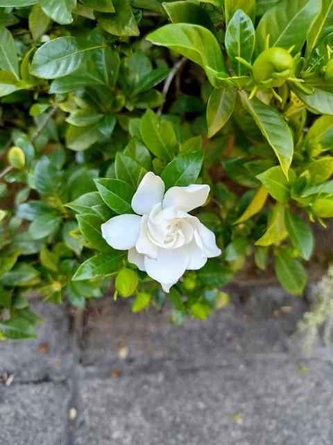 Free Gardenia White photo and picture