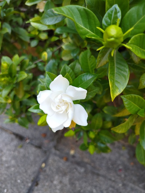 Free White Gardenia Gardenia photo and picture