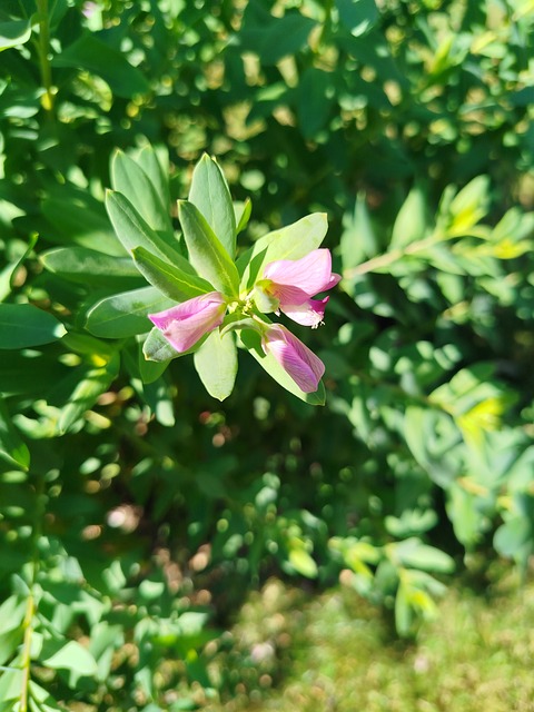 Free Tinyflower Nature photo and picture