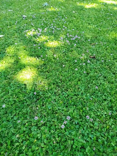 Free Summer Grass Meadow photo and picture