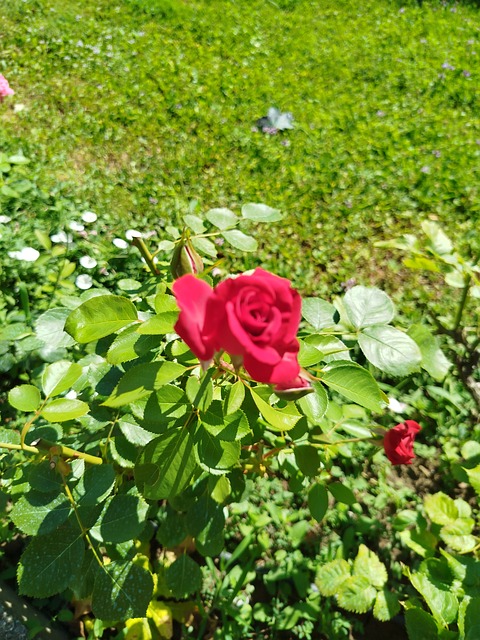 Free Rose Red photo and picture