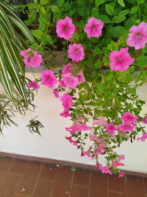 Free Pink Petunia photo and picture