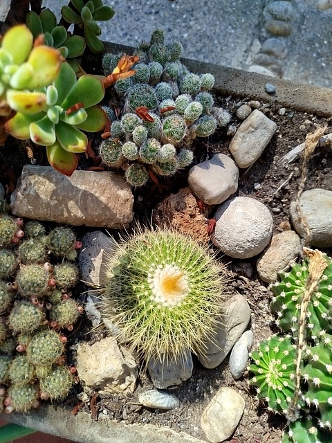 Free Succulent Plants photo and picture