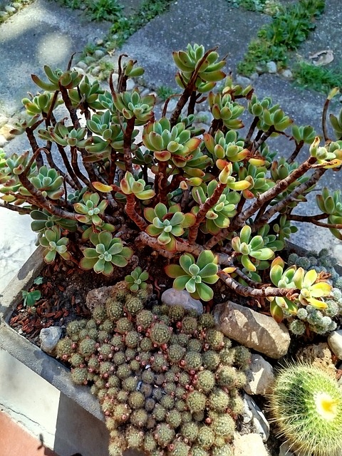 Free Succulent Cactus photo and picture