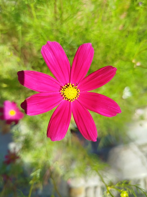 Free Pink Flower photo and picture