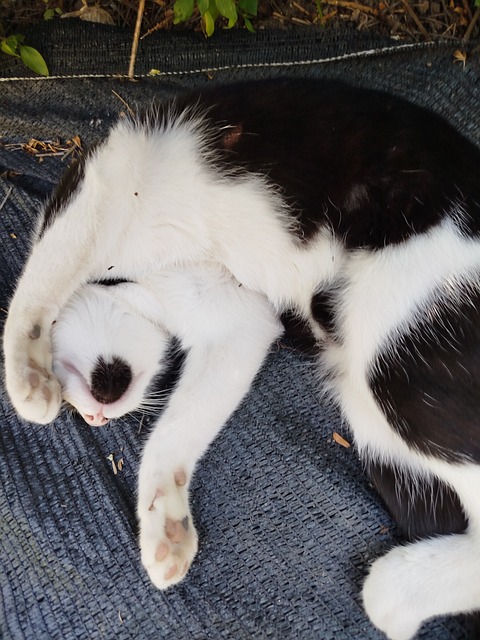 Free Cat Tuxedo Cat photo and picture