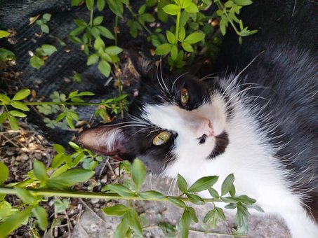 Free Cat Tuxedo Cat photo and picture