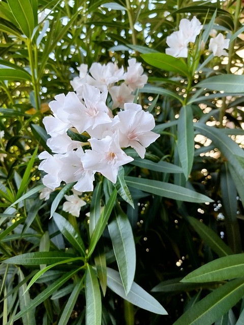 Free White Flower Flower photo and picture