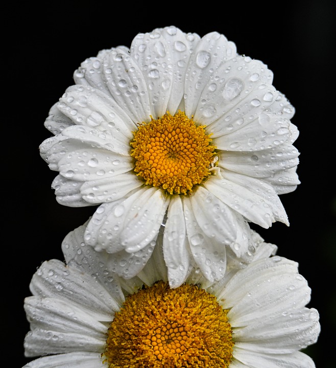 Daisies Nature Flower Meadow - Free photo on Pixabay
