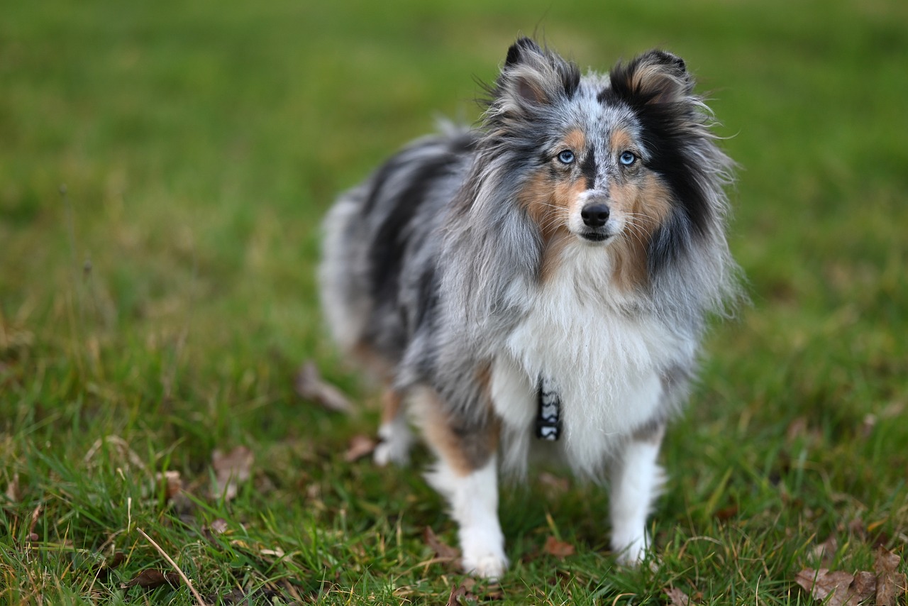 Sheltie Simple Image Shetland Sheltie Dog - Free photo on Pixabay