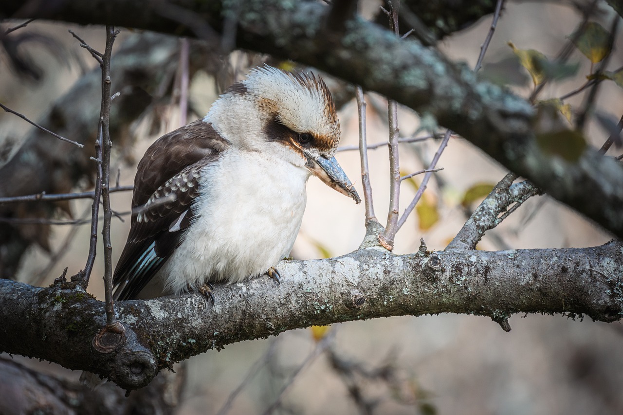 Laughing Kookaburra - Free photo on Pixabay