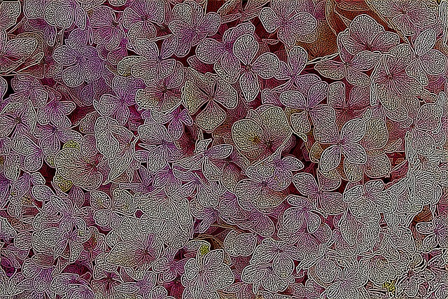 Free hydrangeas nature bloom illustration