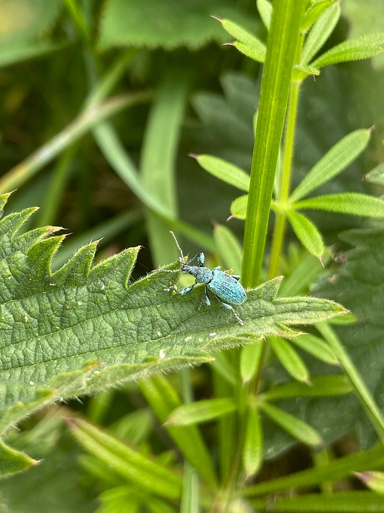 Chela Insect Image Insect Bug Animal - Free photo on Pixabay