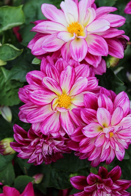 Free Plant Flower photo and picture