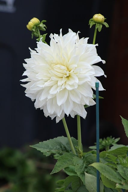 Free Plant Flower photo and picture