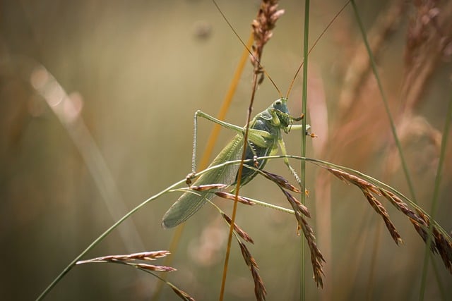 Free Insect Fauna photo and picture