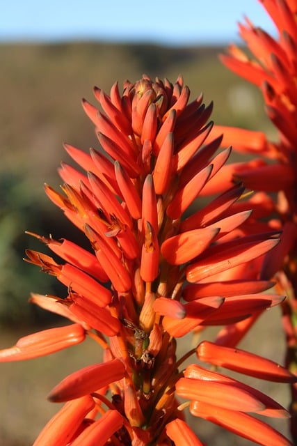 Free Aloe Plant photo and picture