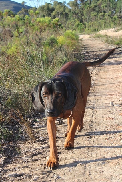 Free Dog Animal photo and picture