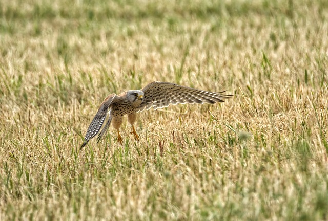 Falke, Vogel, Natur, Raubvogel, Gefieder