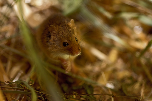 Maus Ernten, Maus, Nagetier, Brown