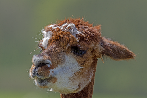 Tier, Natur, Tierwelt, Kopf, Brown, Weiß