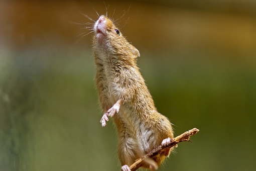 Maus Ernten, Maus, Nagetier, Balance