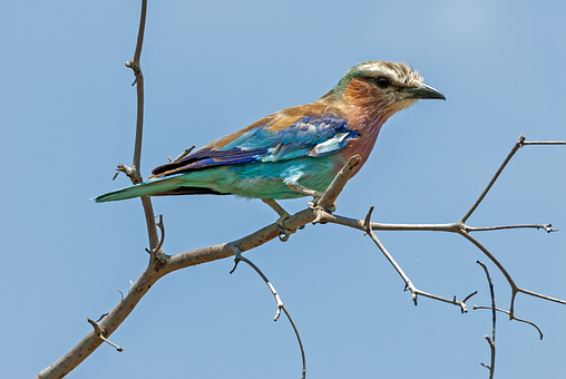 Vogel, Natur, Lilabrustroller, Federn