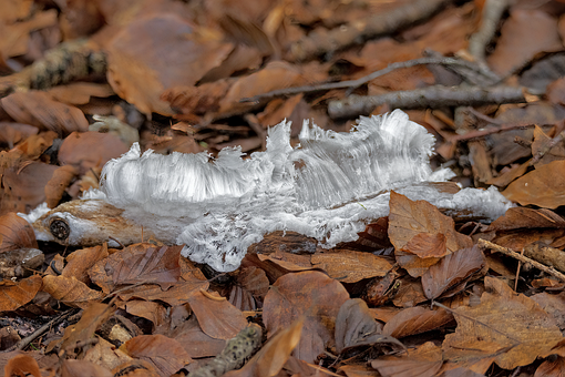Blätter, Natur, Eis, Haareis, Wald