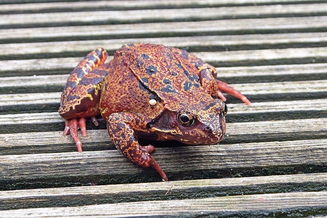 Free Frog Nature photo and picture
